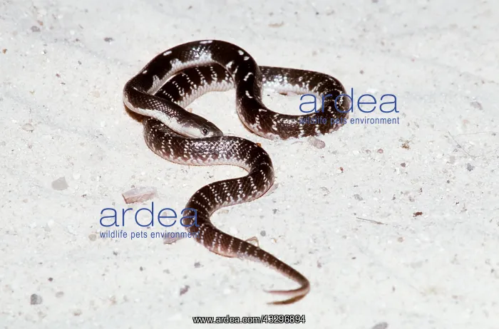  : BLUE KRAIT SNAKE - highly toxic and venomous