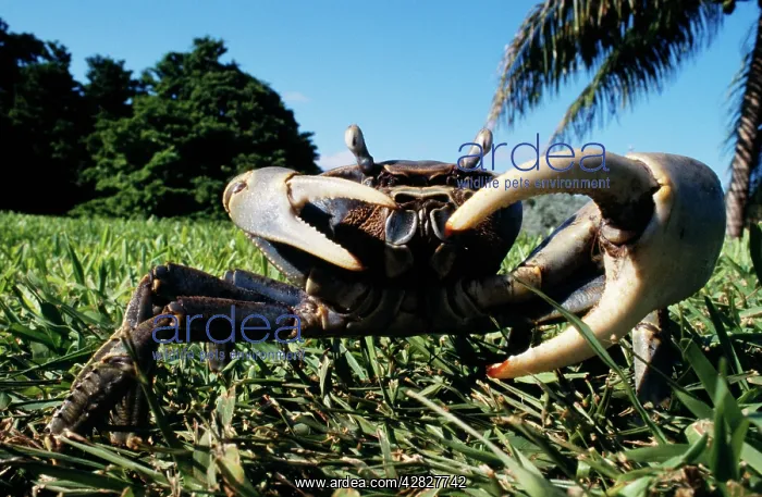 : Blue Land CRAB : Blue Land CRAB
