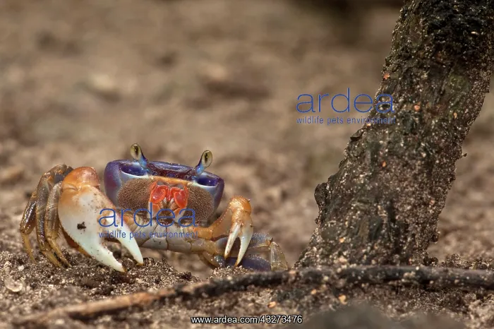 : Blue Land Crab (Cardisoma sp), Sian Ka'an : Blue Land Crab (Cardisoma sp), Sian Ka'an