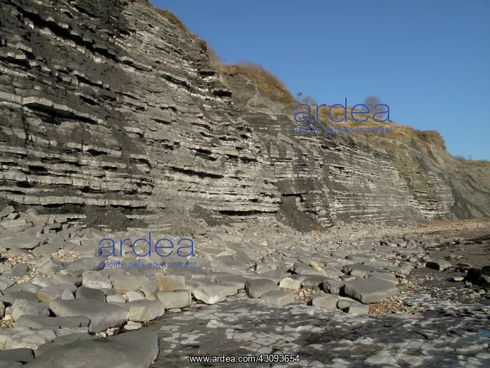 : Blue Lias cliffs : Blue Lias cliffs