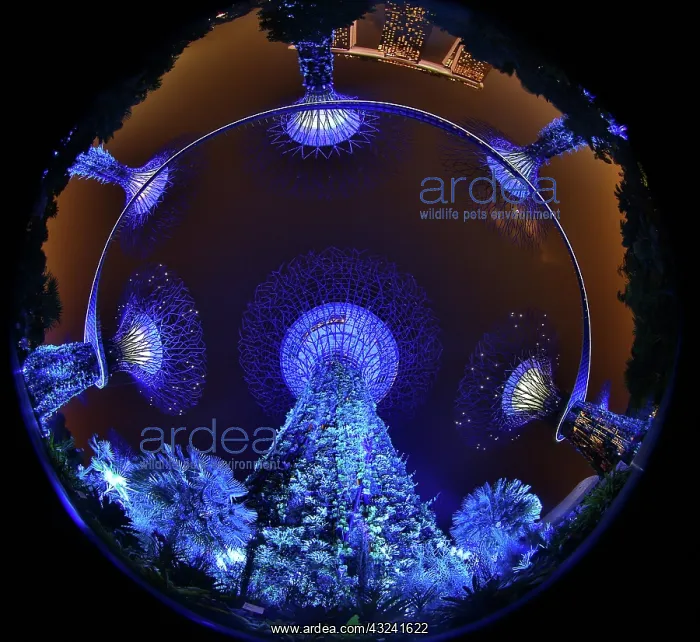 : Blue lights of the futuristic Supertrees in the Supertre : Blue lights of the futuristic Supertrees in the Supertre