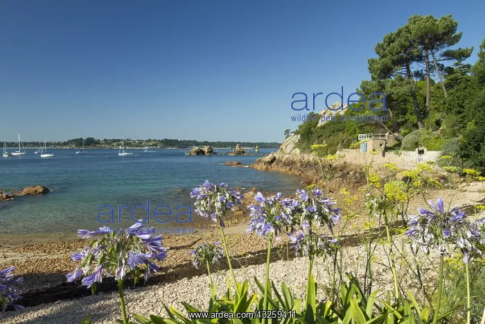 : Blue lily (Agapanthus praecox), Br&, x9a21;t island : Blue lily (Agapanthus praecox), Br&, x9a21;t island