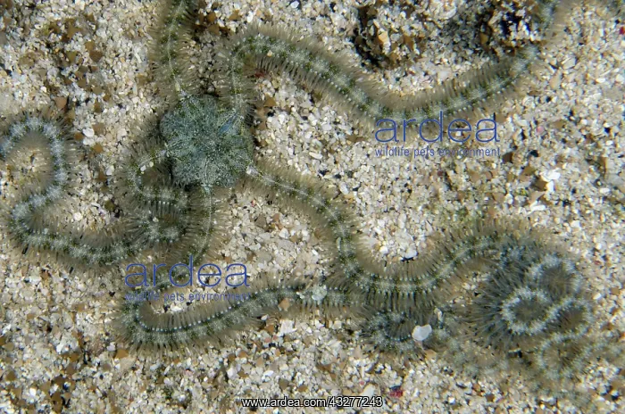 : Blue-lined Brittle Star - NusaBay Menjangan Hotel house reef : Blue-lined Brittle Star - NusaBay Menjangan Hotel house reef