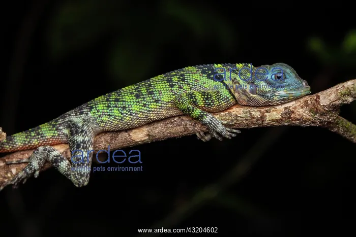 : Blue-lipped tree lizard (Plica umbra) on a branch : Blue-lipped tree lizard (Plica umbra) on a branch
