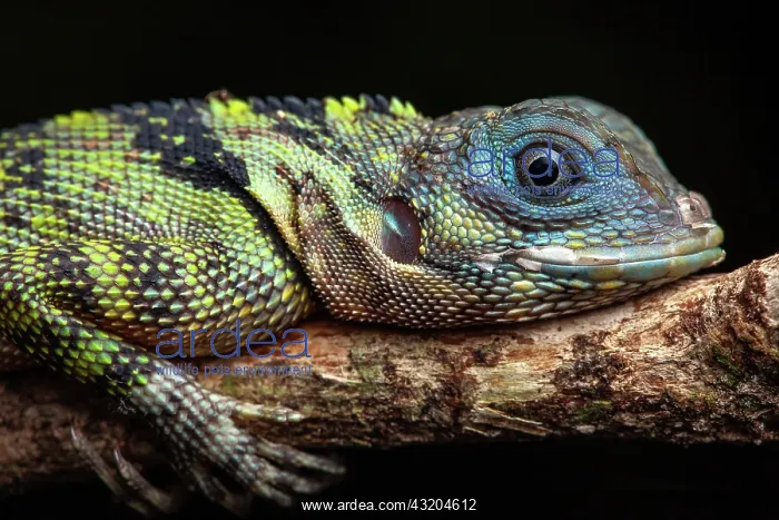 : Blue-lipped tree lizard (Plica umbra) portrait : Blue-lipped tree lizard (Plica umbra) portrait