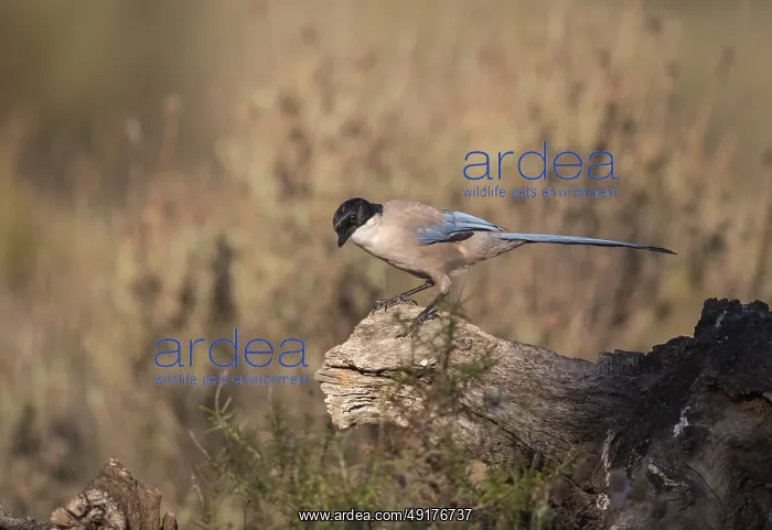 : Blue magpie (Cyanopica cooki), Extremadura : Blue magpie (Cyanopica cooki), Extremadura