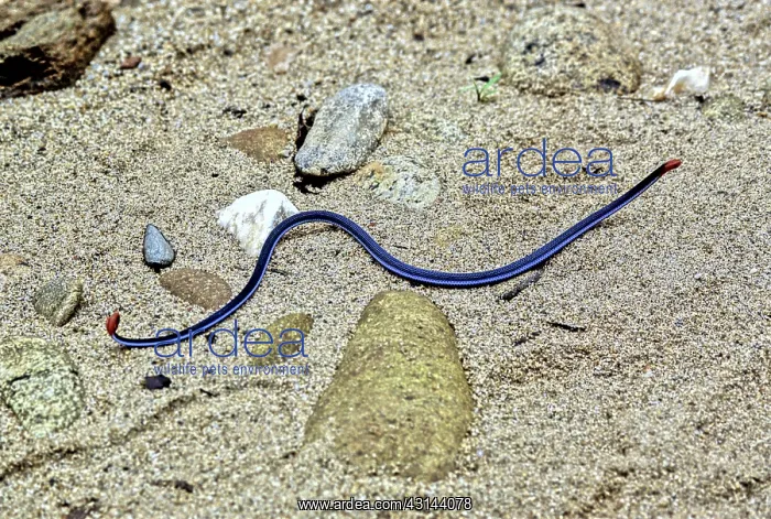 : Blue Malaysian Coral Snake : Blue Malaysian Coral Snake