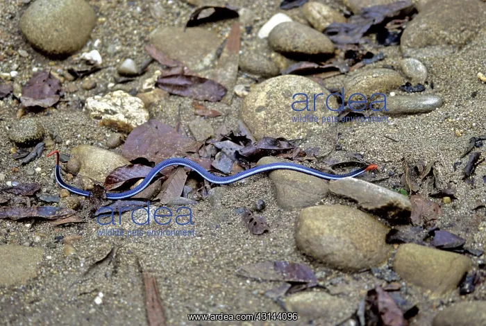 : Blue Malaysian Coral Snake : Blue Malaysian Coral Snake