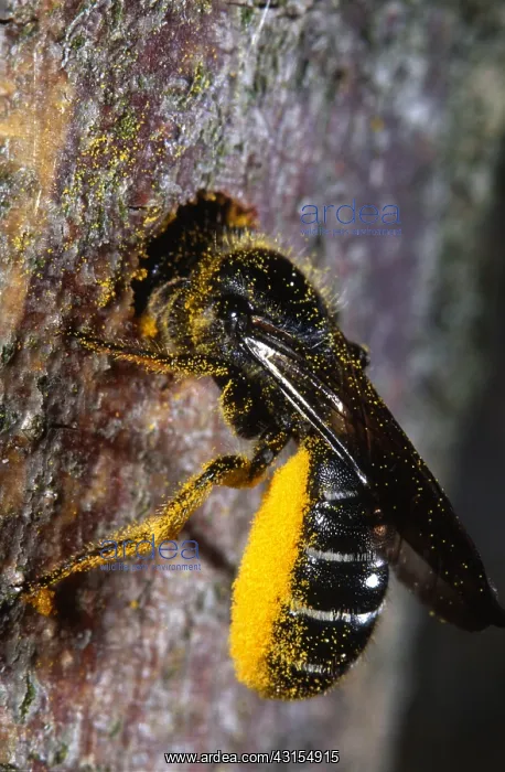 : Blue Mason Bee : Blue Mason Bee