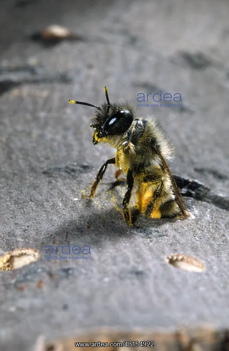 : Blue Mason Bee : Blue Mason Bee
