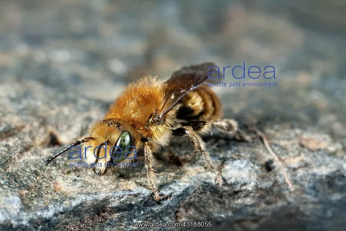 : Blue Mason Bee : Blue Mason Bee