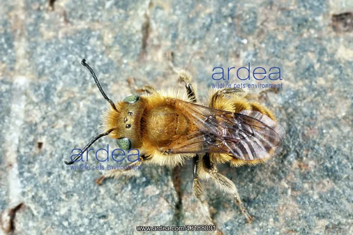 : Blue Mason Bee : Blue Mason Bee
