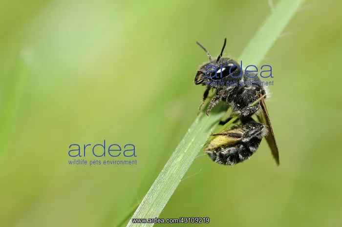 : Blue Mason Bee (Osmia caerulescens) female at rest : Blue Mason Bee (Osmia caerulescens) female at rest