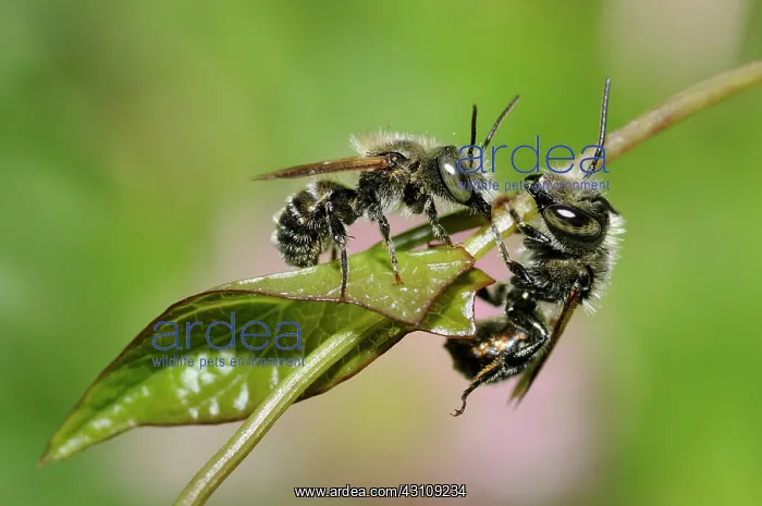 : Blue Mason Bee (Osmia caerulescens) male on reproductive : Blue Mason Bee (Osmia caerulescens) male on reproductive