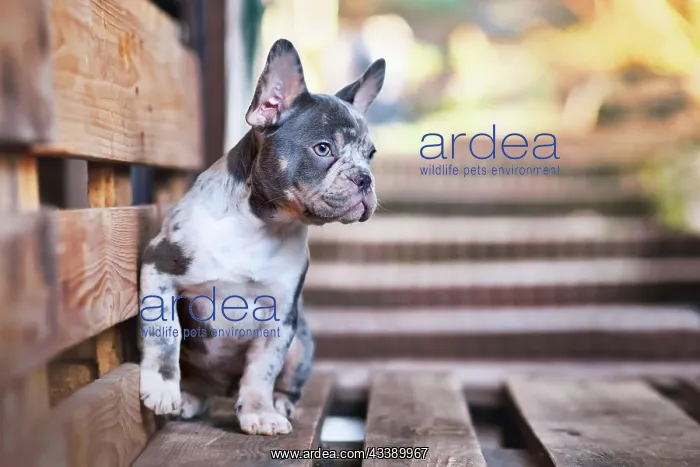 : Blue merle tan French Bulldog dog sitting on wooden : Blue merle tan French Bulldog dog sitting on wooden