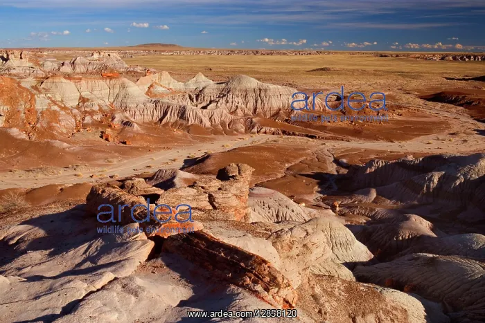  : Blue Mesa Badlands - eroded clay formations called
