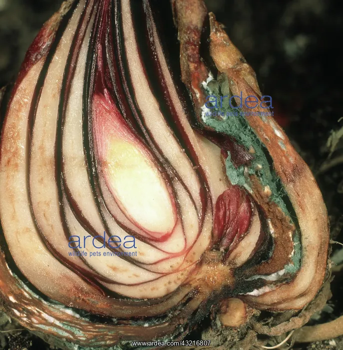 : Blue mold rot on lily : Blue mold rot on lily