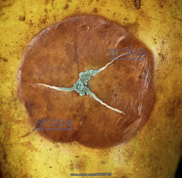 : Blue mold rot (Penicillium expansum) : Blue mold rot (Penicillium expansum)