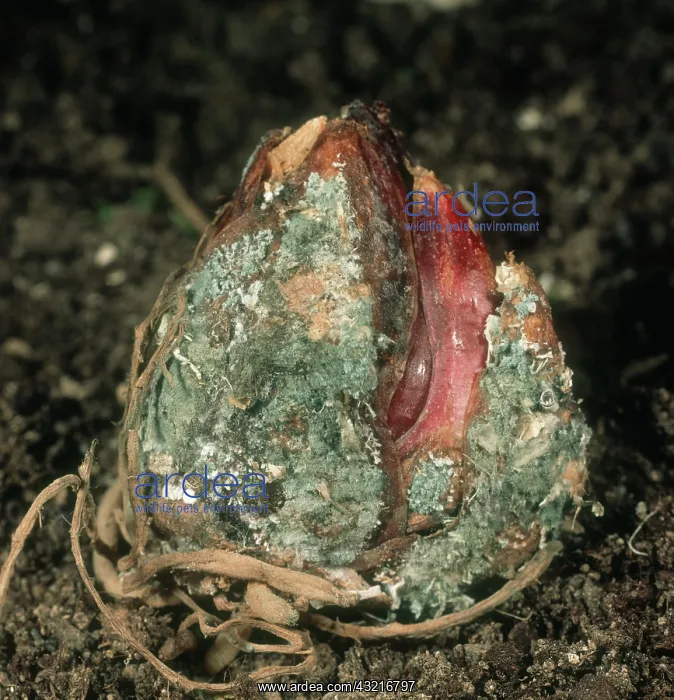: Blue mold storage rot : Blue mold storage rot