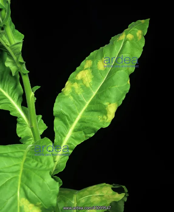 : Blue mold on Tobacco : Blue mold on Tobacco
