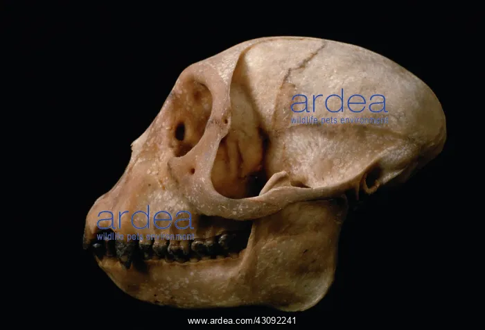 : Blue Monkey skull : Blue Monkey skull
