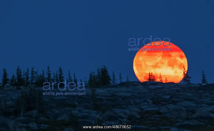 : Blue moon rising over the arctic tundra : Blue moon rising over the arctic tundra