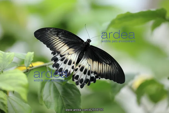 : Blue Mormon Butterfly - female resting on leaf : Blue Mormon Butterfly - female resting on leaf
