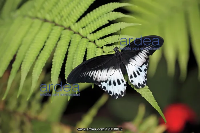 : Blue Mormon Butterfly - male resting on fern frond : Blue Mormon Butterfly - male resting on fern frond