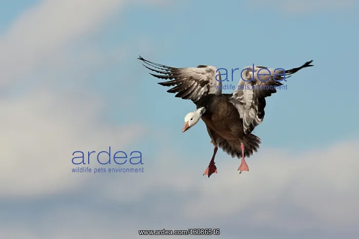: Blue Morph Snow Goose : Blue Morph Snow Goose