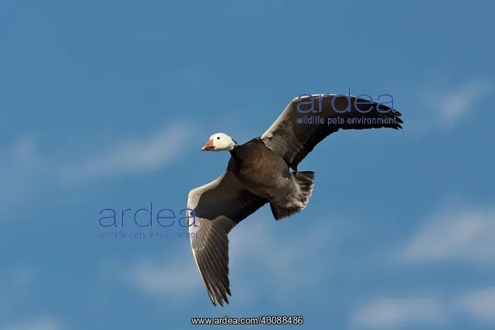 : Blue Morph Snow Goose : Blue Morph Snow Goose