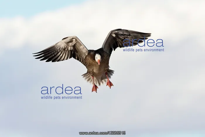 : Blue Morph Snow Goose : Blue Morph Snow Goose