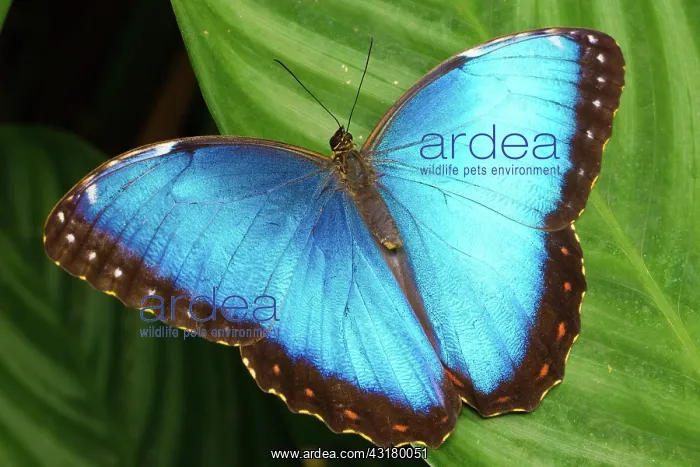 : Blue Morpho : Blue Morpho