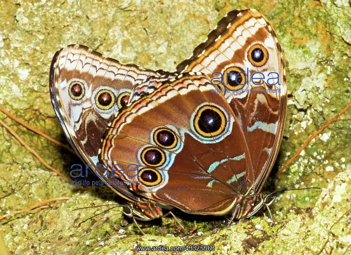 : Blue Morpho Butterflies Mating : Blue Morpho Butterflies Mating