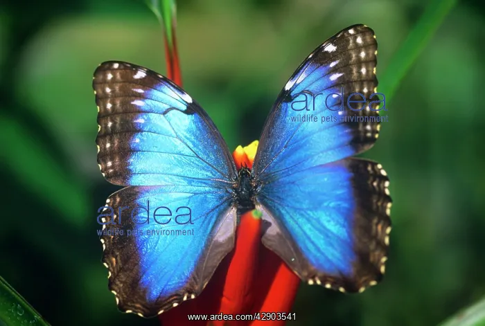 : BLUE MORPHO BUTTERFLY : BLUE MORPHO BUTTERFLY