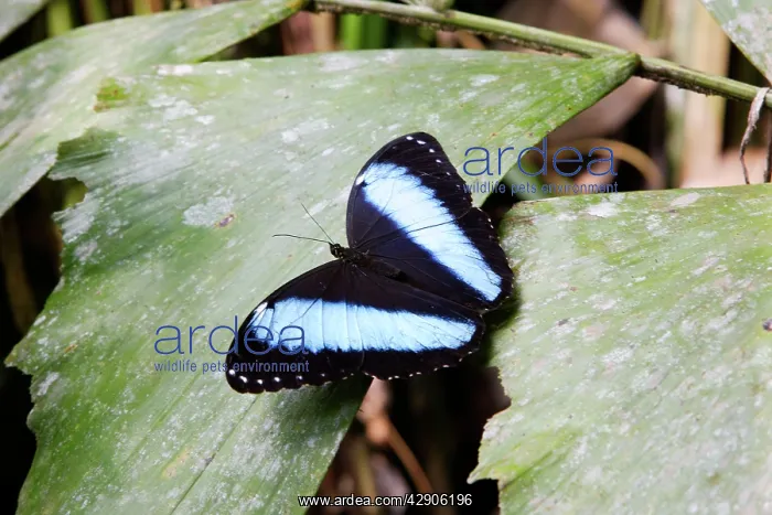 : Blue Morpho Butterfly : Blue Morpho Butterfly