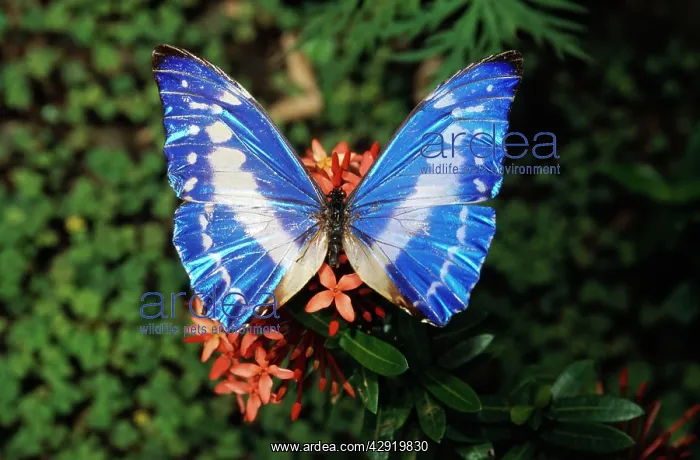 : Blue MORPHO Butterfly : Blue MORPHO Butterfly