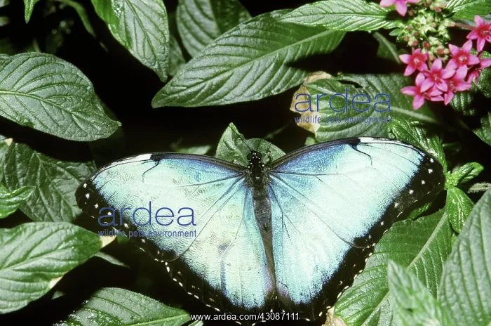 : Blue Morpho Butterfly : Blue Morpho Butterfly