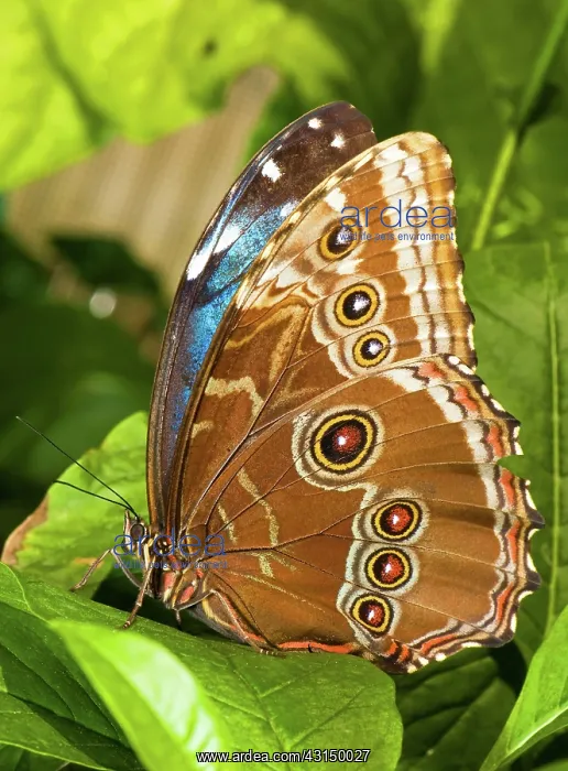: Blue Morpho Butterfly : Blue Morpho Butterfly