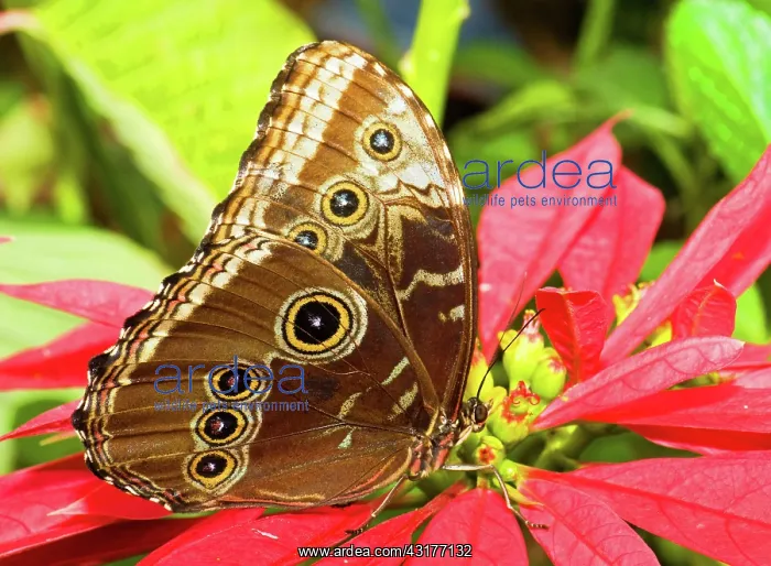 : Blue Morpho Butterfly : Blue Morpho Butterfly