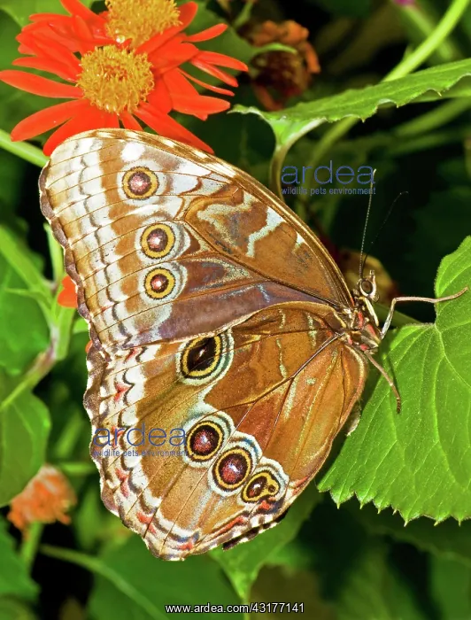 : Blue Morpho Butterfly : Blue Morpho Butterfly