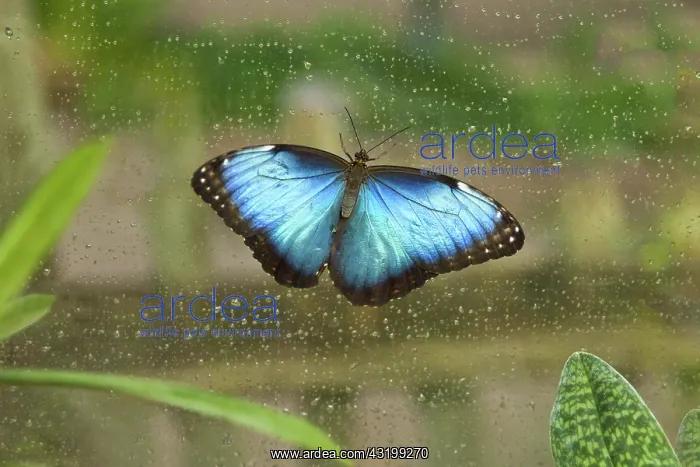 : Blue Morpho Butterfly : Blue Morpho Butterfly
