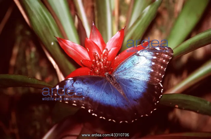 : Blue Morpho Butterfly : Blue Morpho Butterfly