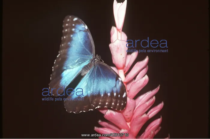 : Blue Morpho Butterfly : Blue Morpho Butterfly