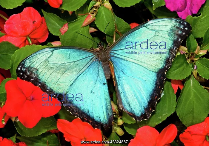 : Blue Morpho Butterfly : Blue Morpho Butterfly