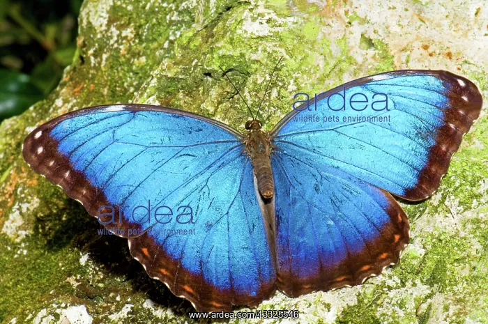 : Blue Morpho Butterfly : Blue Morpho Butterfly