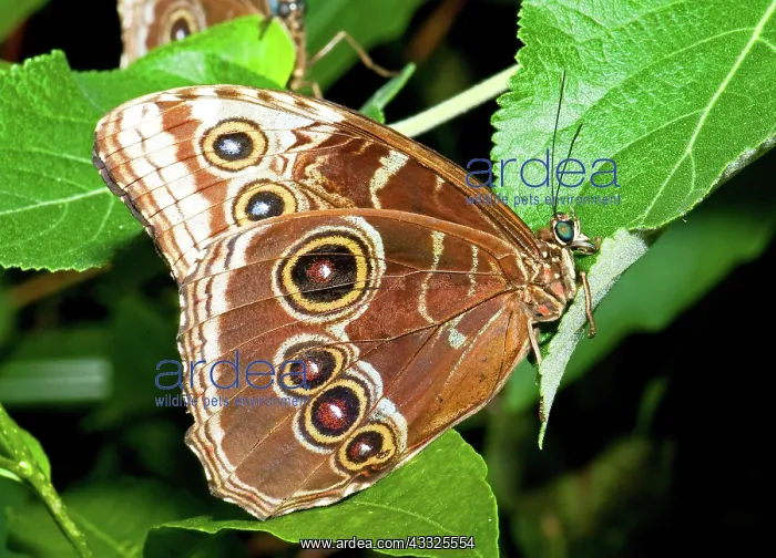 : Blue Morpho Butterfly : Blue Morpho Butterfly
