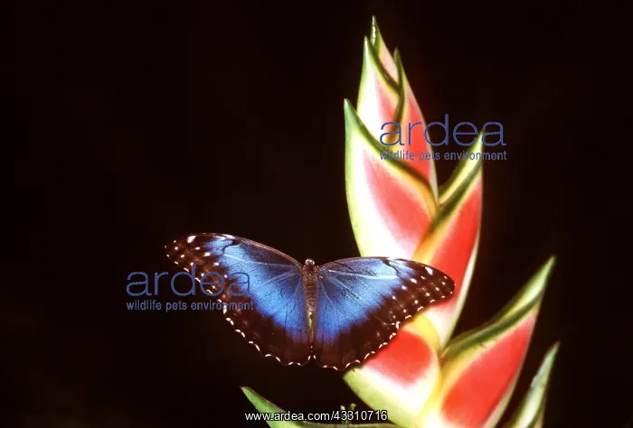 : BLUE MORPHO BUTTERFLY - On flower : BLUE MORPHO BUTTERFLY - On flower