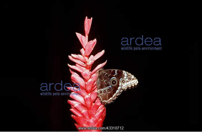 : Blue Morpho Butterfly - On pink flower : Blue Morpho Butterfly - On pink flower
