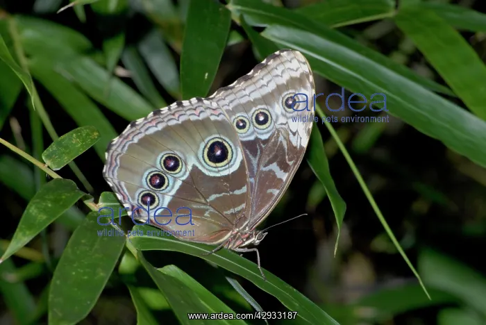 : Blue Morpho Butterfly - resting, showing underwing pattern : Blue Morpho Butterfly - resting, showing underwing pattern