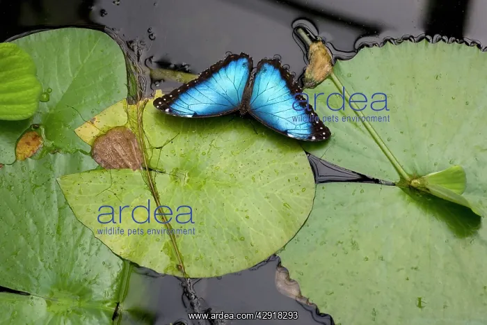 : Blue Morpho Butterfly - resting on waterlily pads : Blue Morpho Butterfly - resting on waterlily pads